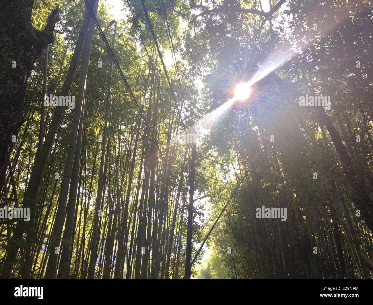 Rayon de soleil dans une forêt de bambous Banque D'Images