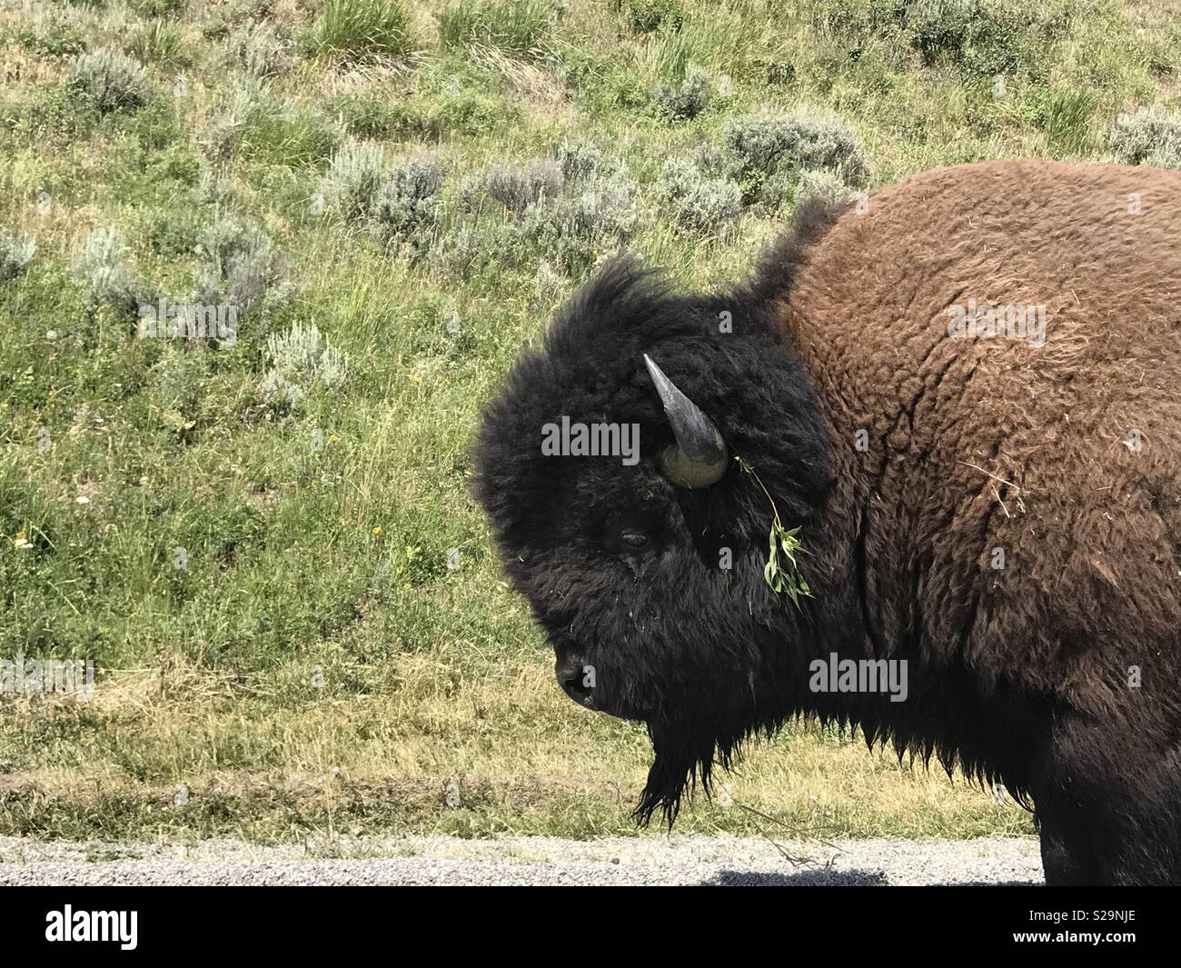 Le bison avec une brindille dans ses cheveux, Lamar Valley, le Parc National de Yellowstone, Wyoming Banque D'Images