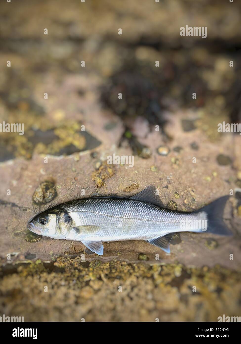 Vivre le bar (Dicentrarchus labrax) dans une roche couverte peu de temps avant de revenir à la mer. Banque D'Images