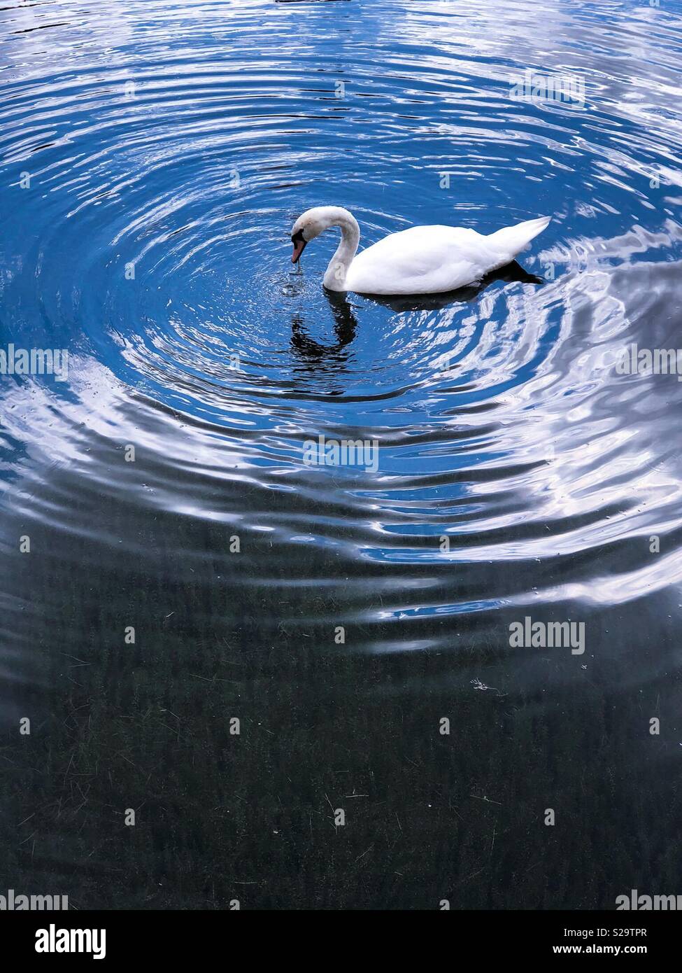 Seul cygne muet en tenant sa tête hors de l'eau décisions vaguelettes sur un lac circulaire - Image de stock capturée avec un smartphone