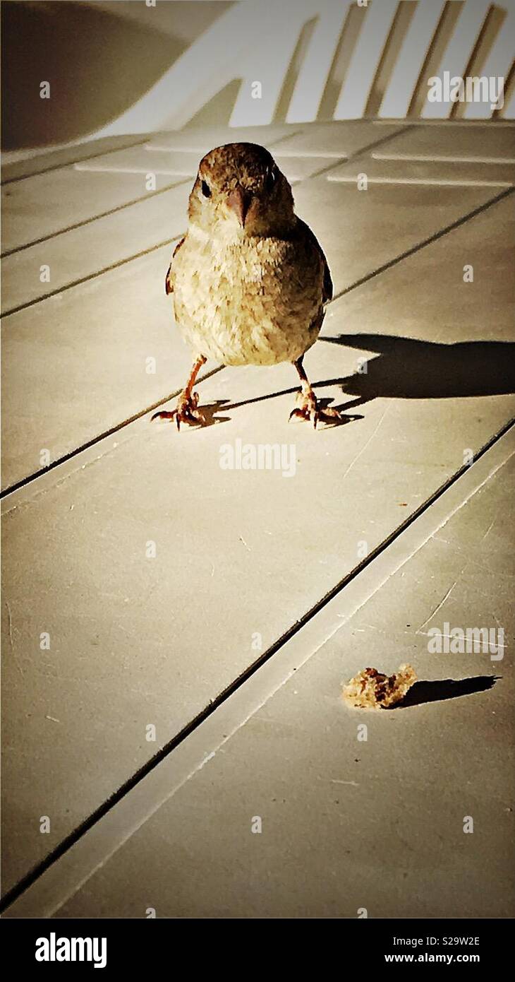 Oiseau sur table Banque D'Images