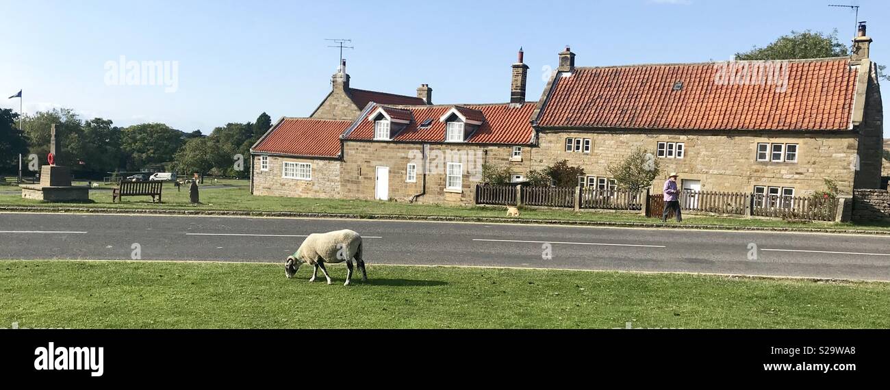 Les moutons. Goathland. Yorkshire - Image de stock capturée avec un smartphone