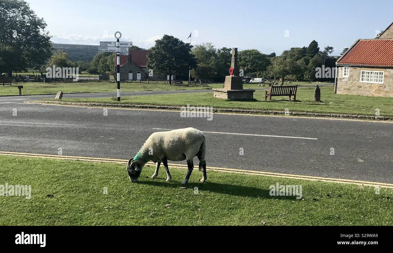 Les moutons. Goathland. Yorkshire - Image de stock capturée avec un smartphone