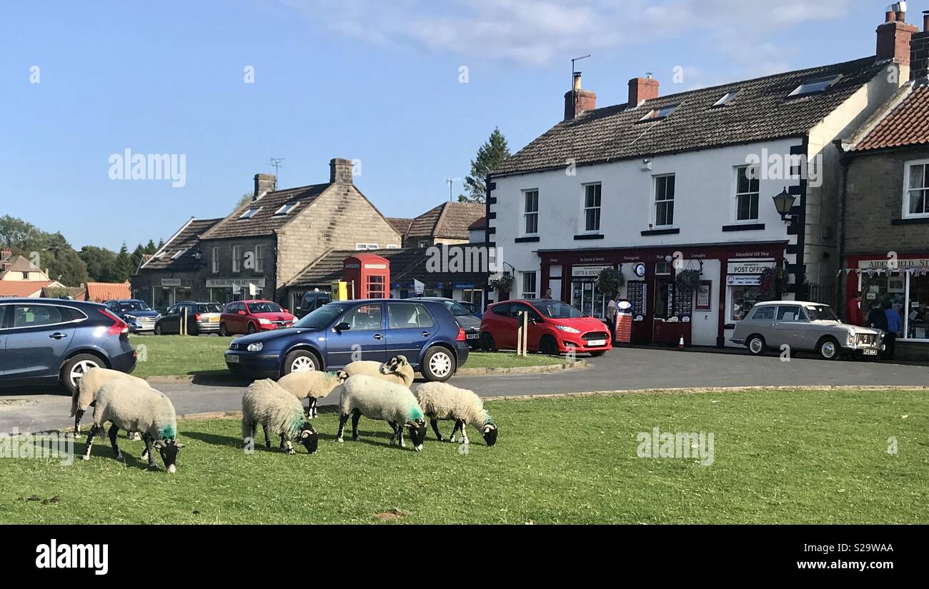 Les moutons. Goathland. Yorkshire - Image de stock capturée avec un smartphone