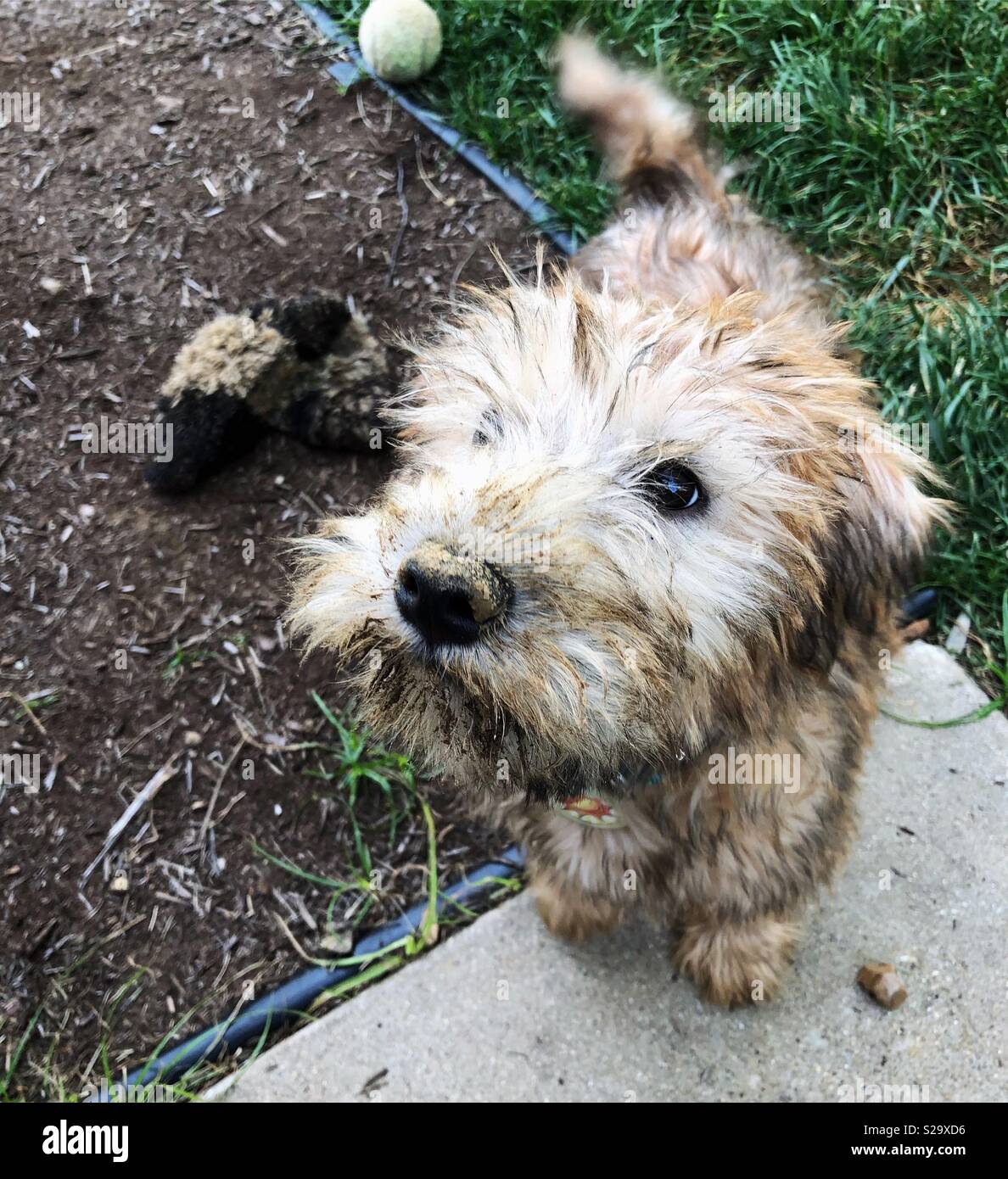 Très sale petit Irish Soft Coated Wheaten Terrier puppy qui a été creuser dans la terre. Banque D'Images