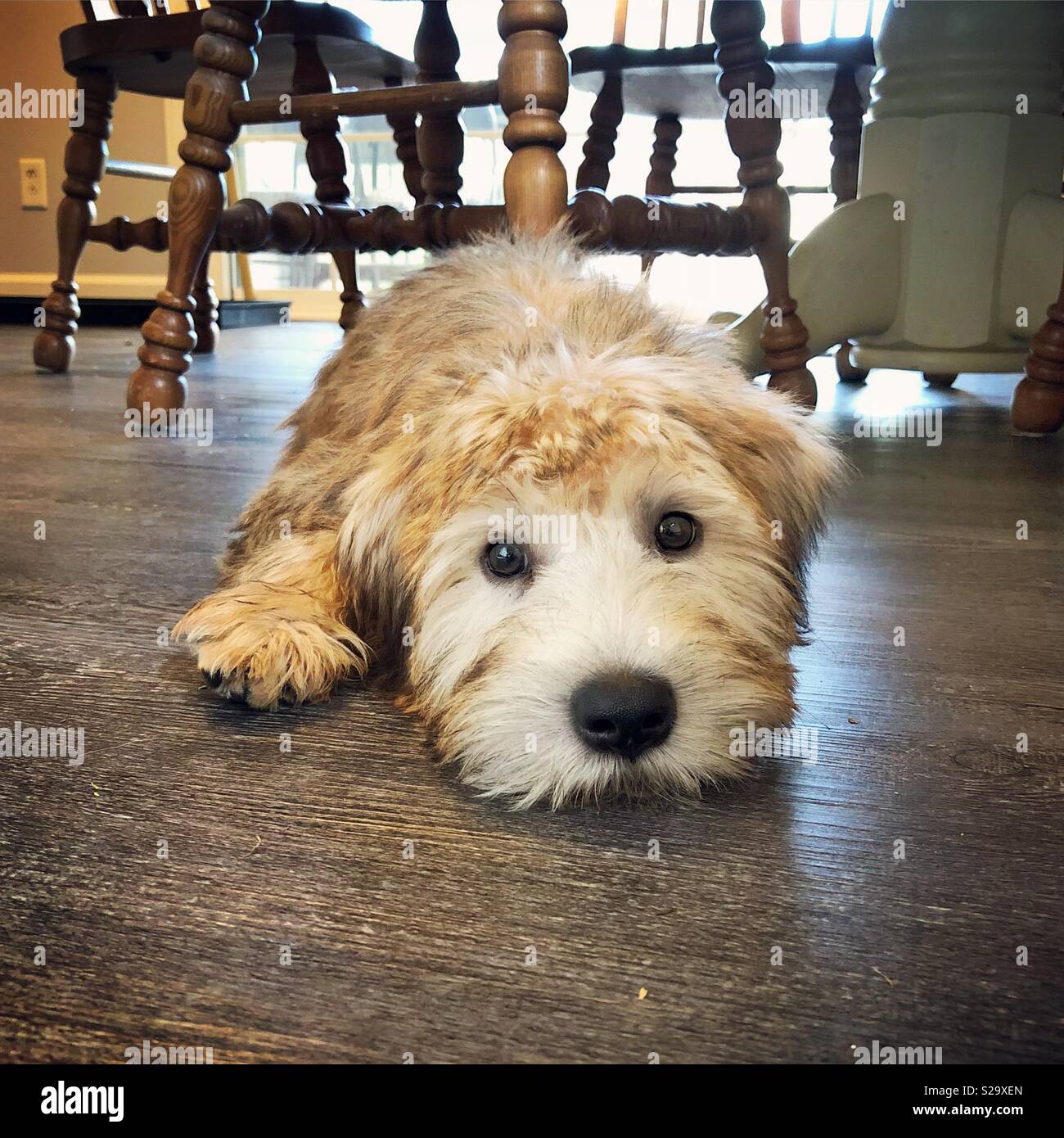 Mignon visage d'une couleur d'or Irish Soft Coated Wheaten Terrier puppy portant sur un plancher de cuisine en bois avec l'exemplaire de l'espace. Banque D'Images