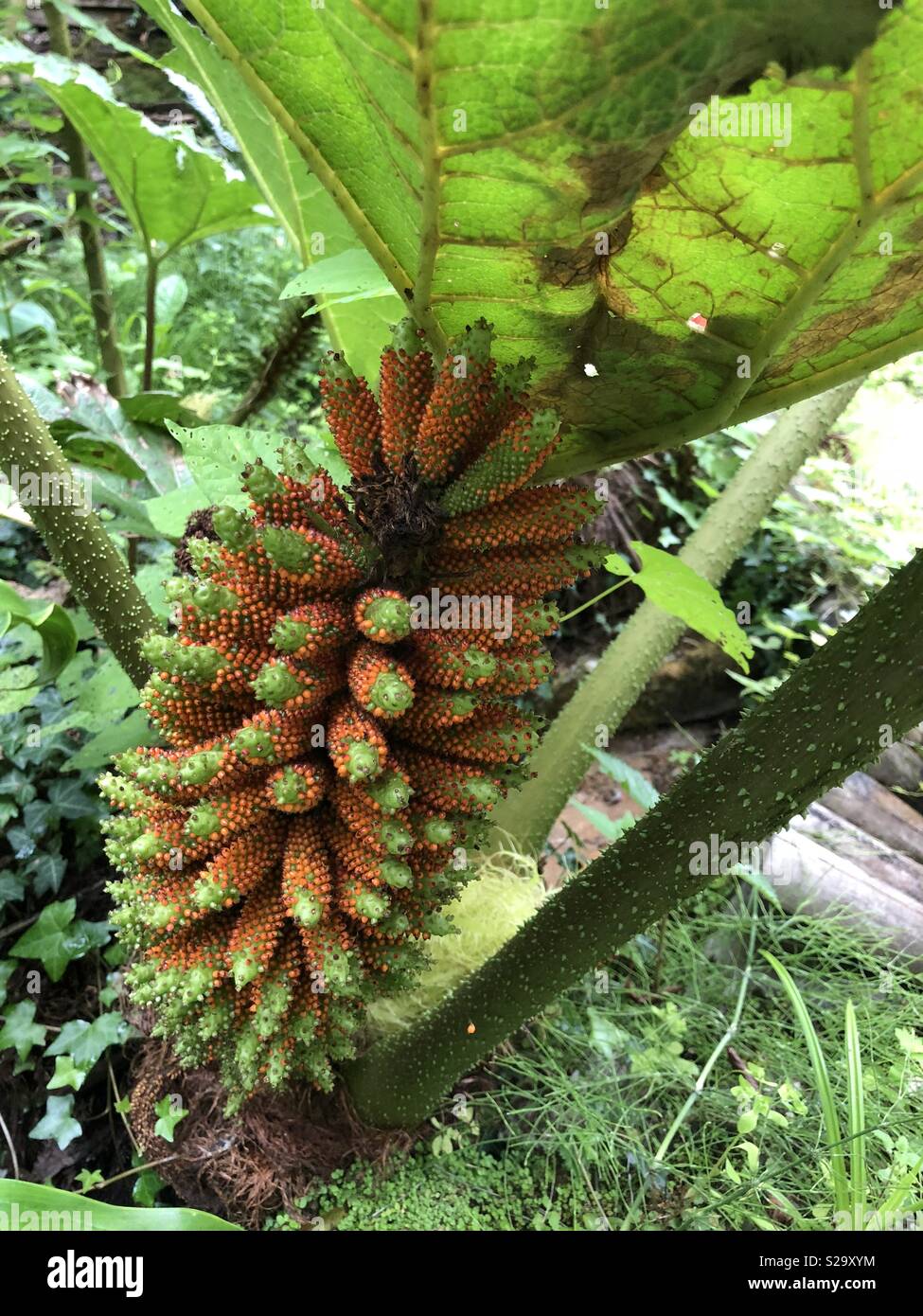 Plante inhabituelle trouvés au jardin Japonais à Cornwall UK Banque D'Images