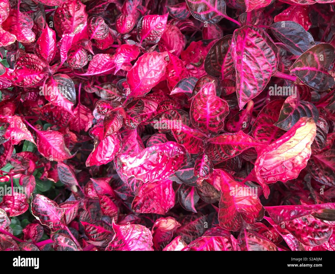 Les feuilles des fleurs rouges - Image de stock capturée avec un smartphone