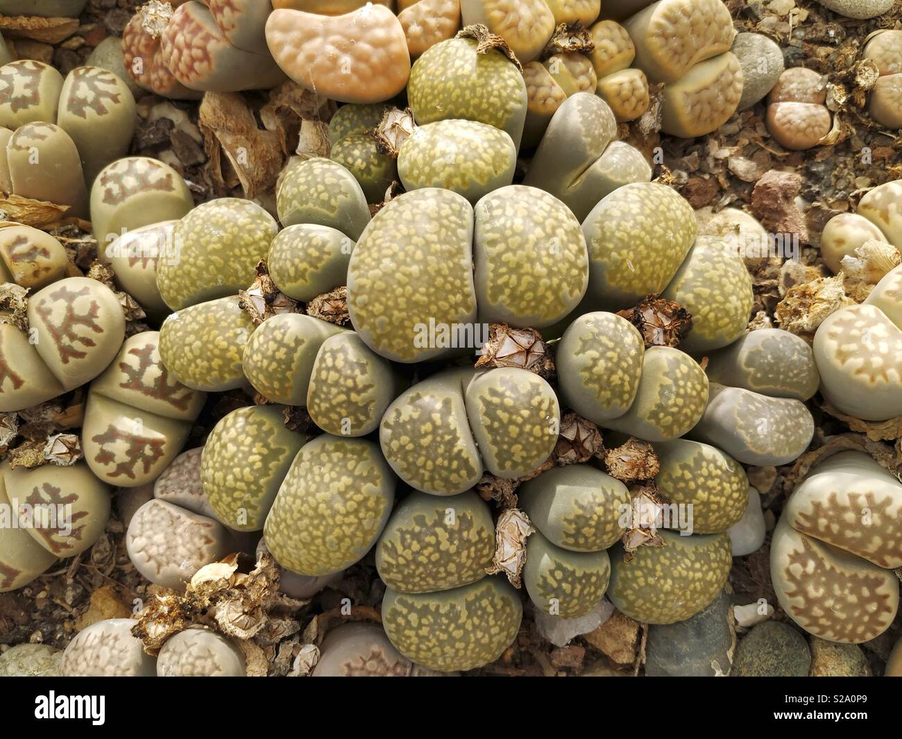 Stoneplants. Lithops sp. Banque D'Images