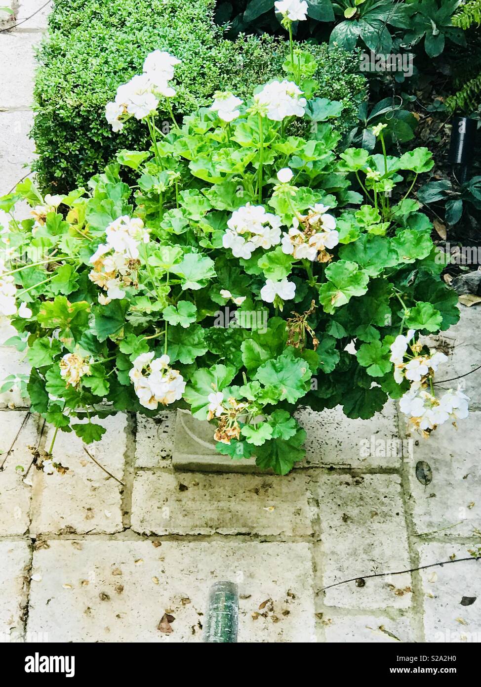 Géraniums (fleurs blanches dans le jardin antique de l'urne. Banque D'Images