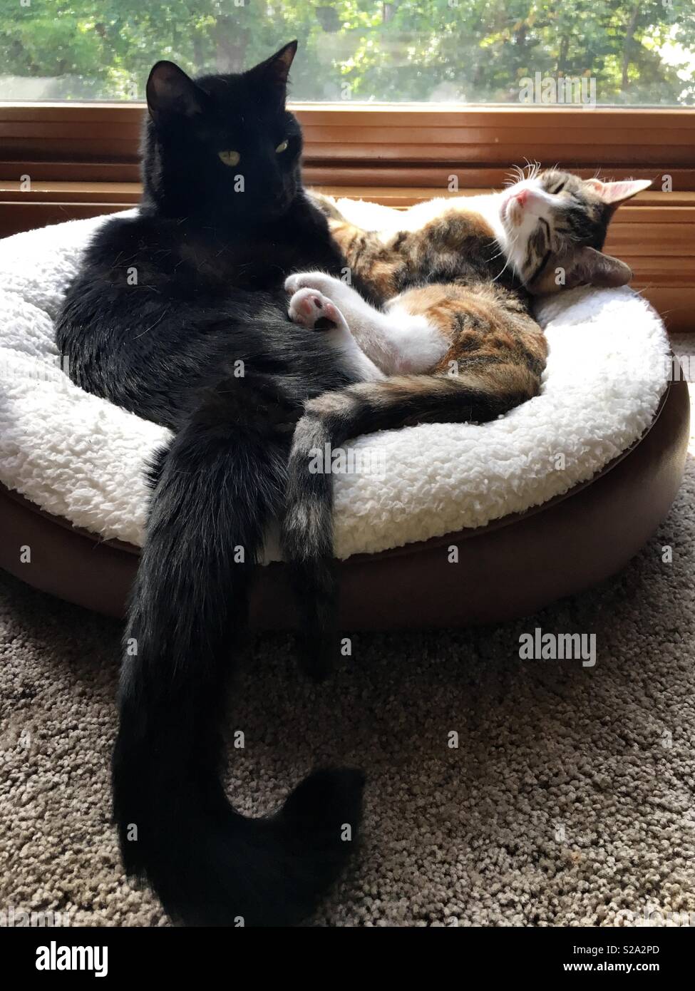 Les chats câlins dans un kitty bed Banque D'Images