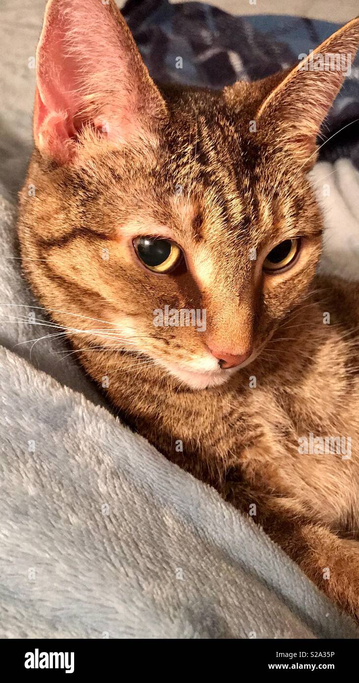 Closeup portrait beau chat tabby shorthair domestique avec de magnifiques yeux verts Banque D'Images