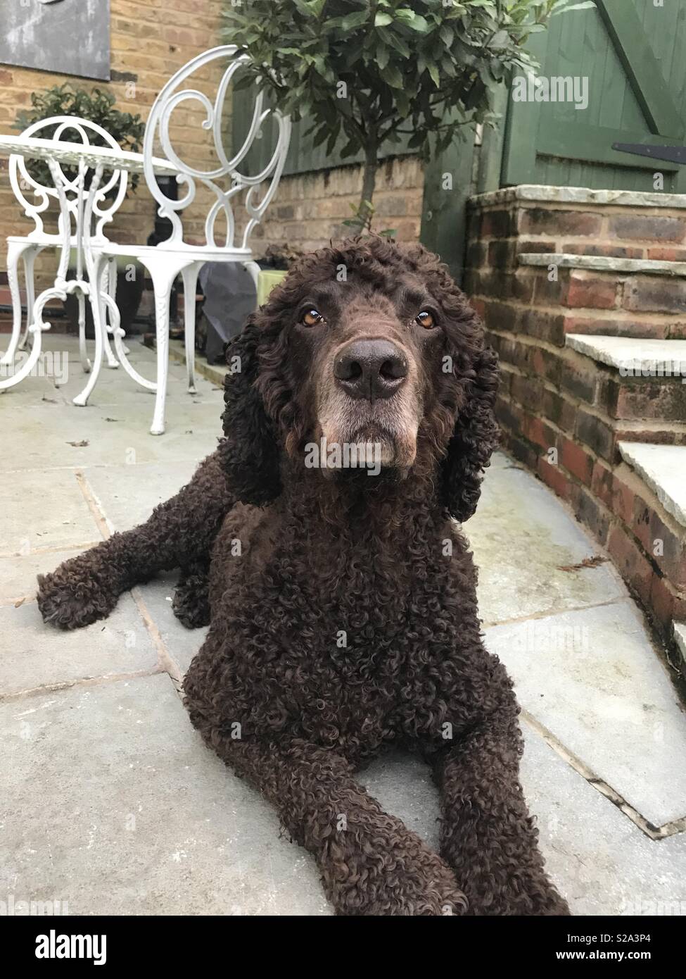 Irish water spaniel garniture courte Banque D'Images