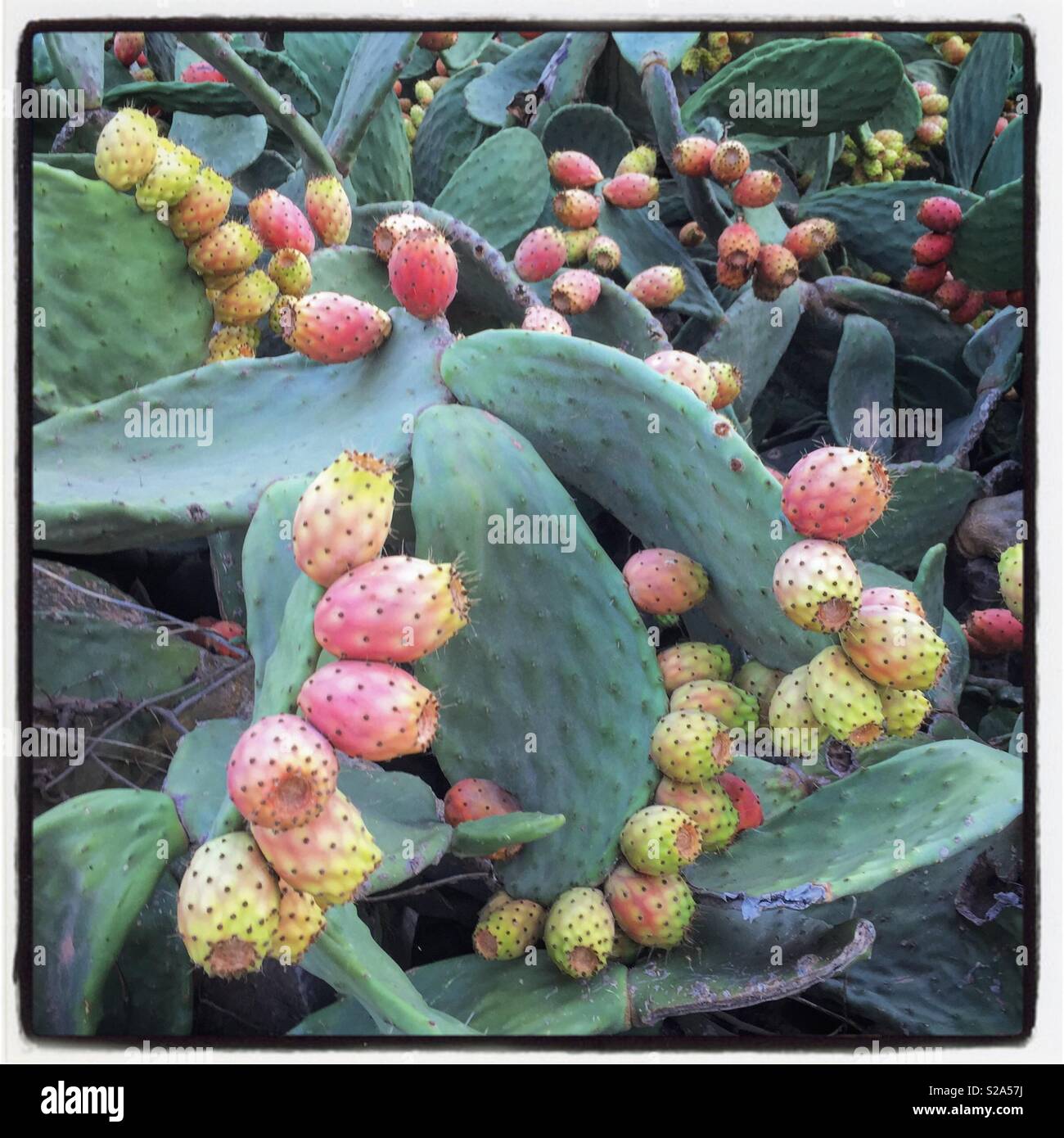 Figuiers de Barbarie sur l'île grecque - Image de stock capturée avec un smartphone