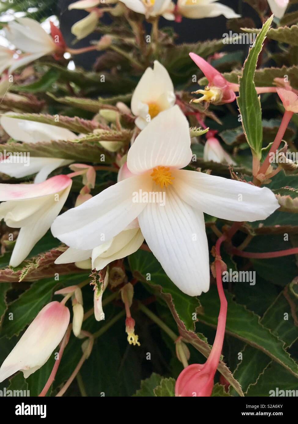 Begonia blanc en cascade Banque D'Images