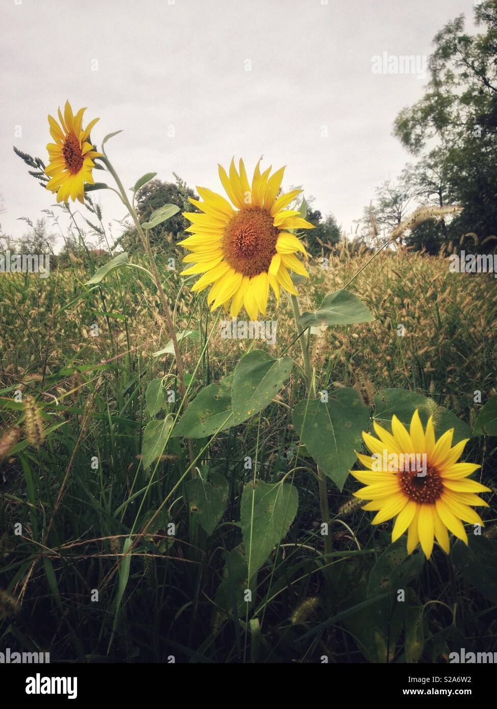 Trois tournesols Banque D'Images