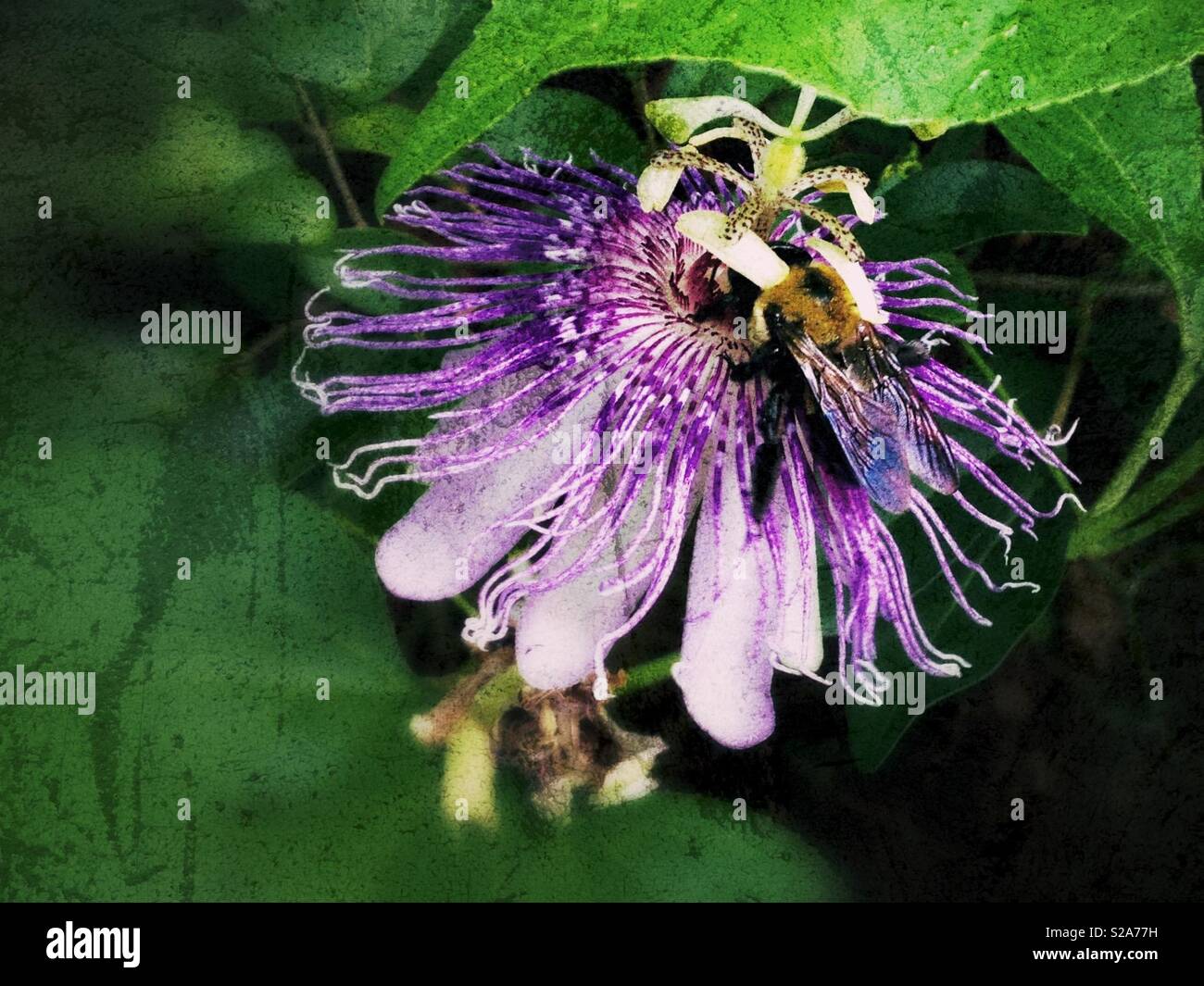 Fleur de la passion et de bumblebee avec léger effet grunge Banque D'Images