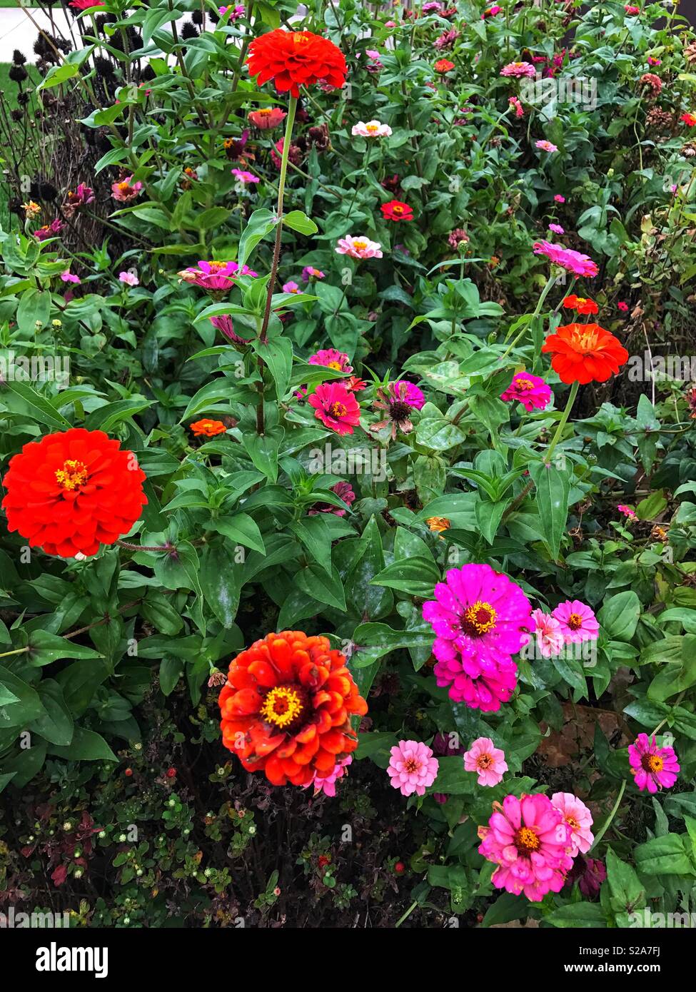 Dans un jardin de fleurs colorées Banque D'Images