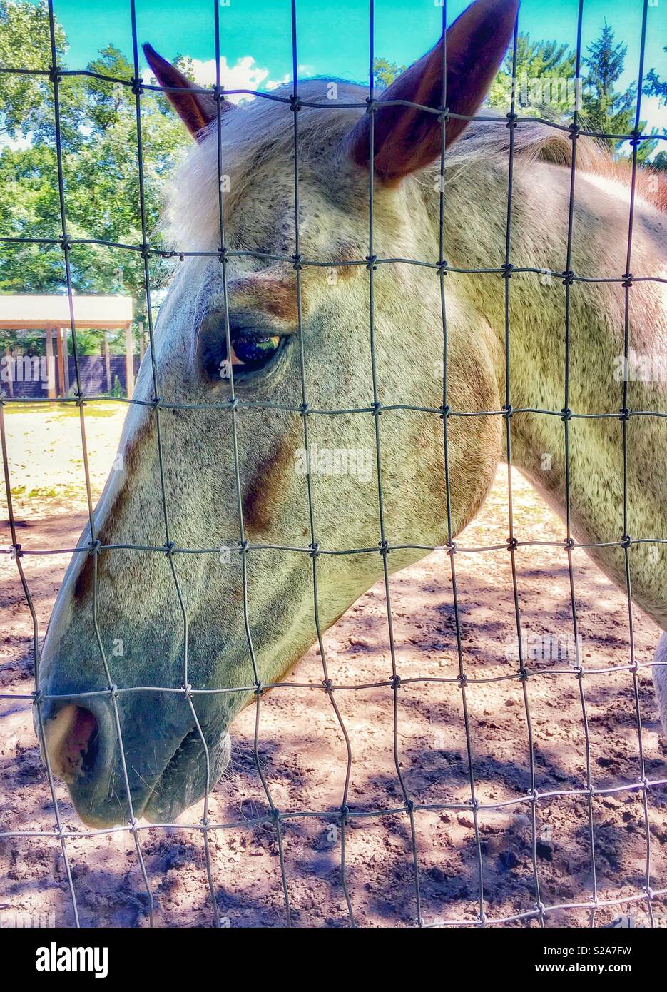 Visage et tête de cheval Appaloosa derrière un grillage de sécurité - Image de stock capturée avec un smartphone