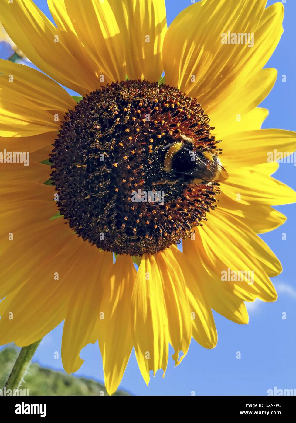 Bumblebee sur tournesol. Banque D'Images