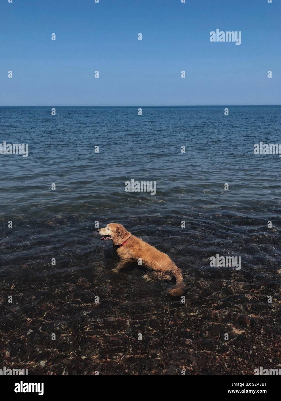 Chien assis dans l'eau - Image de stock capturée avec un smartphone