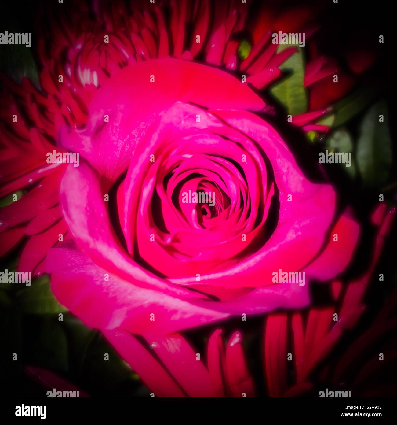 Rose rouge - Image de stock capturée avec un smartphone