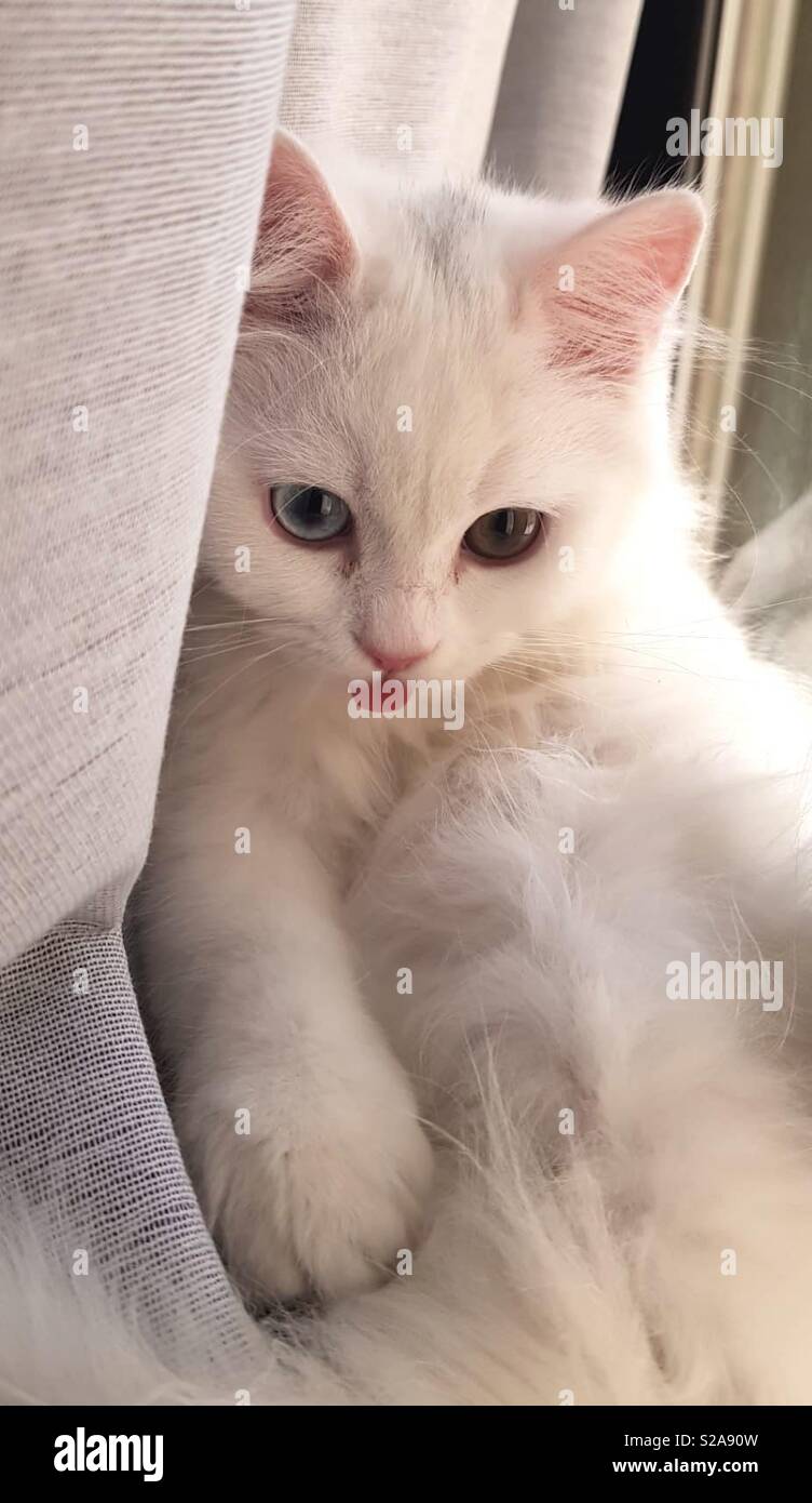 Magnifique chaton persan blanc aux yeux de couleur étrange Banque D'Images