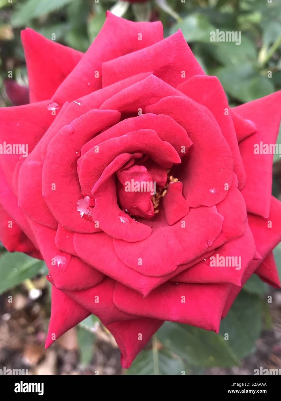 Rose rouge ouvert avec la pluie. Banque D'Images