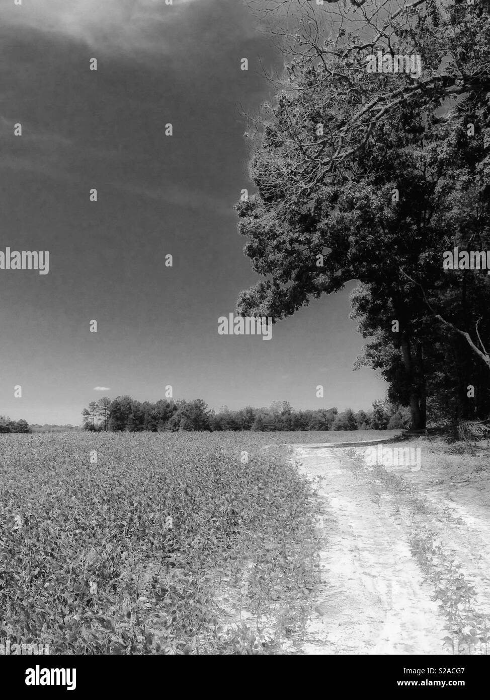 Les photo en noir et blanc de Caroline du champ agricole en bordure de route de terre et de bois de l'autre côté avec l'Oak tree silhouette drapé sur lane Banque D'Images