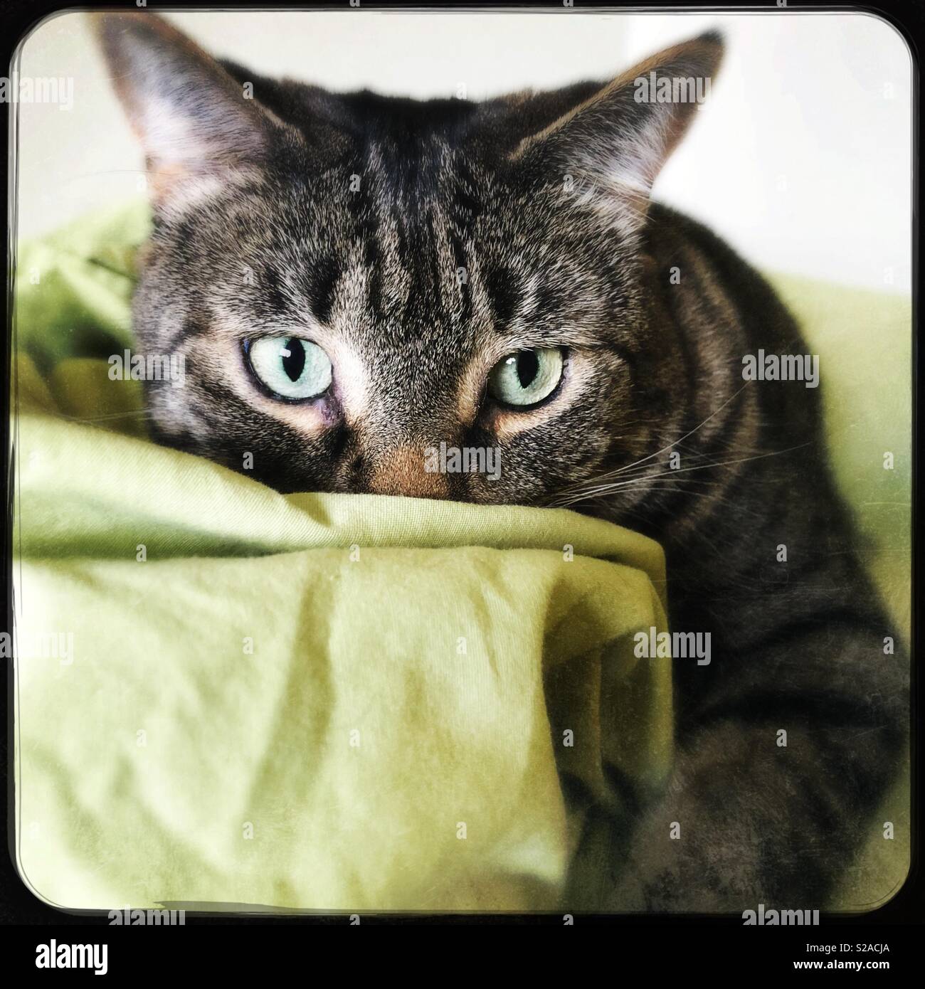Chat tigré en essayant de se cacher derrière des yeux verts Banque D'Images