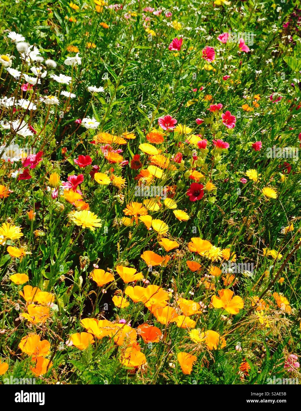 Lumineux aux couleurs éclatantes fleurs de prairie dans l'herbe. Adoptée au Royaume-Uni Banque D'Images