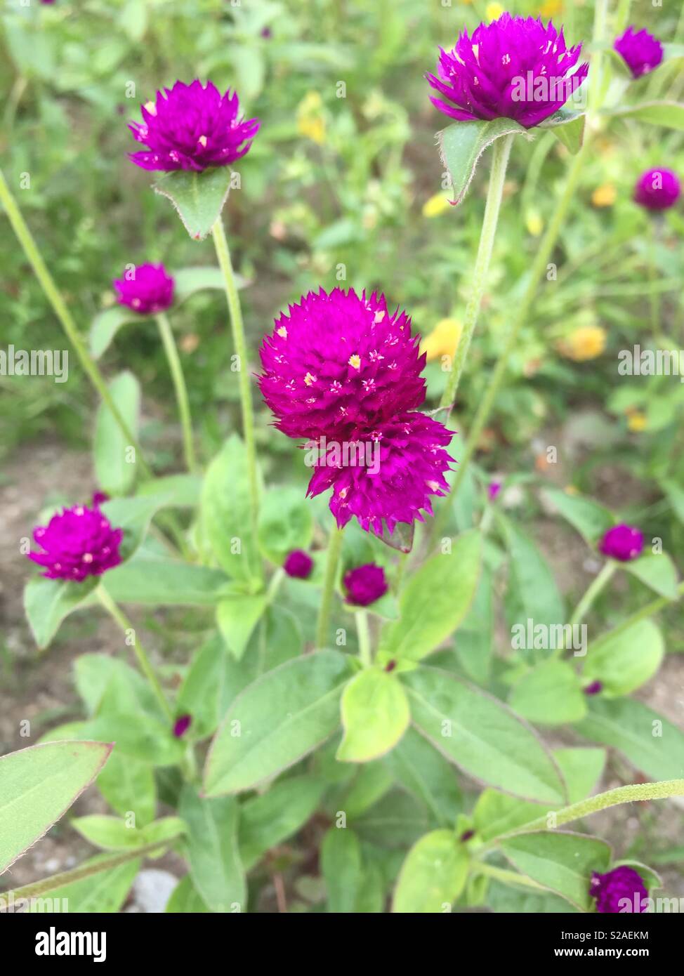 Fleur - Image de stock capturée avec un smartphone