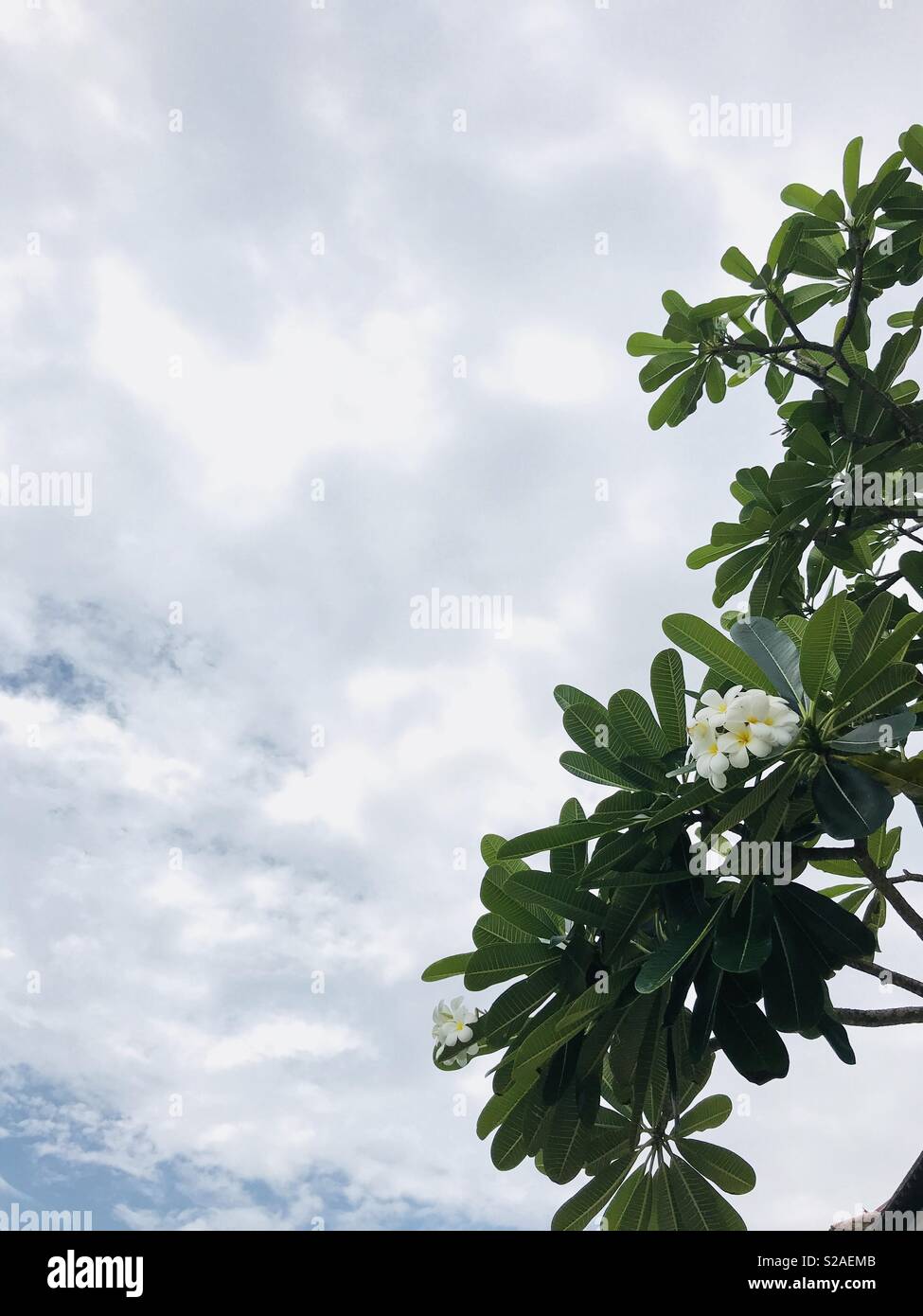 Fleurs dans le ciel Banque D'Images