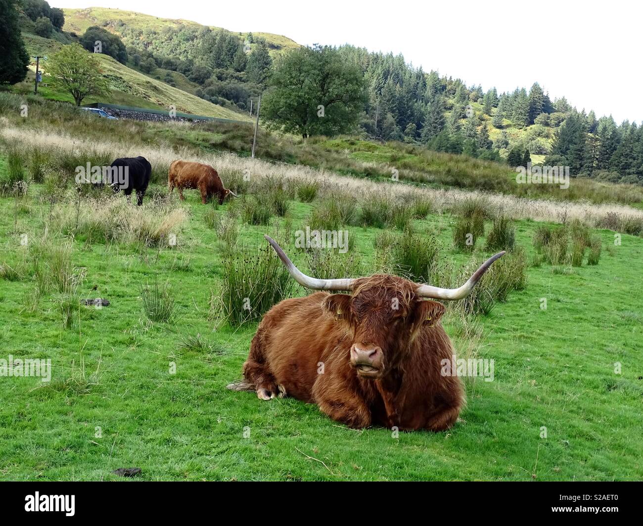 Les vaches Highland Ecosse Banque D'Images