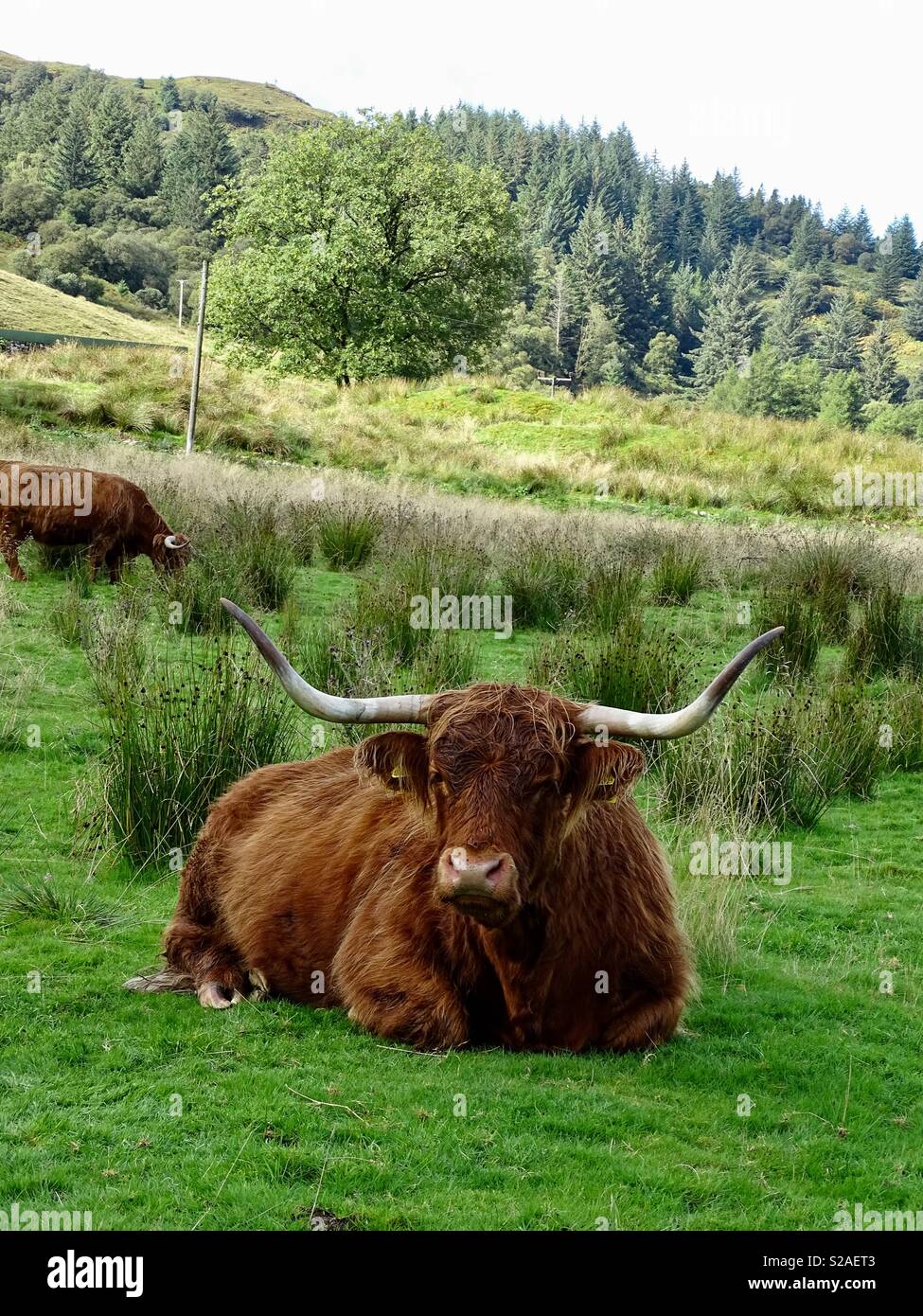 Les vaches Highland Ecosse Banque D'Images