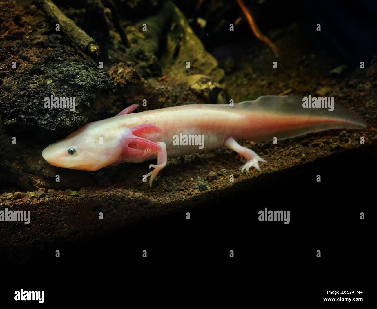 La salamandre est un amphibien qui a quatre jambes, un corps long et mince et une longue queue. Banque D'Images