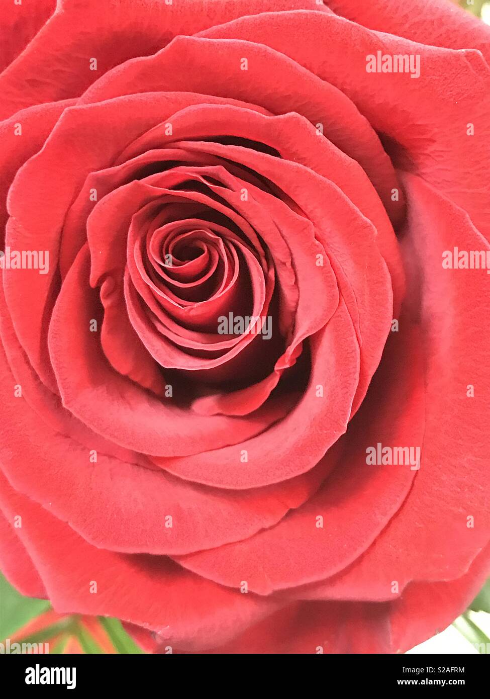 Rose rouge. Voir de très près. - Image de stock capturée avec un smartphone