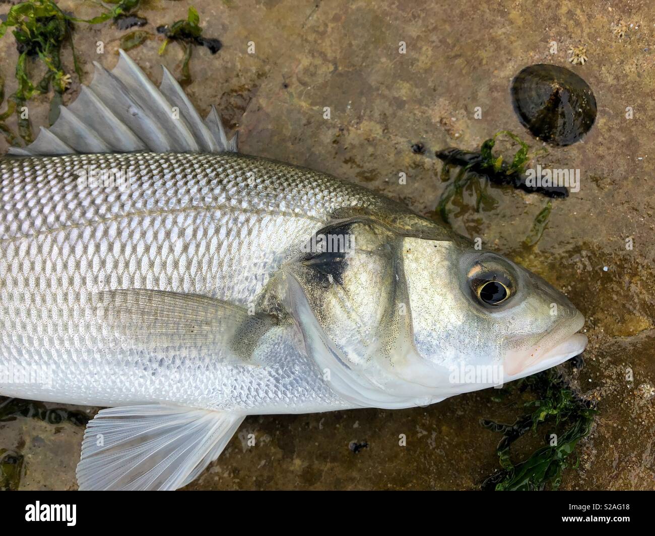 Le bar européen (Dicentrarchus labrax). Une basse, pris sur une plage de surf gallois, sur le point d'être rejetés à la mer. Banque D'Images