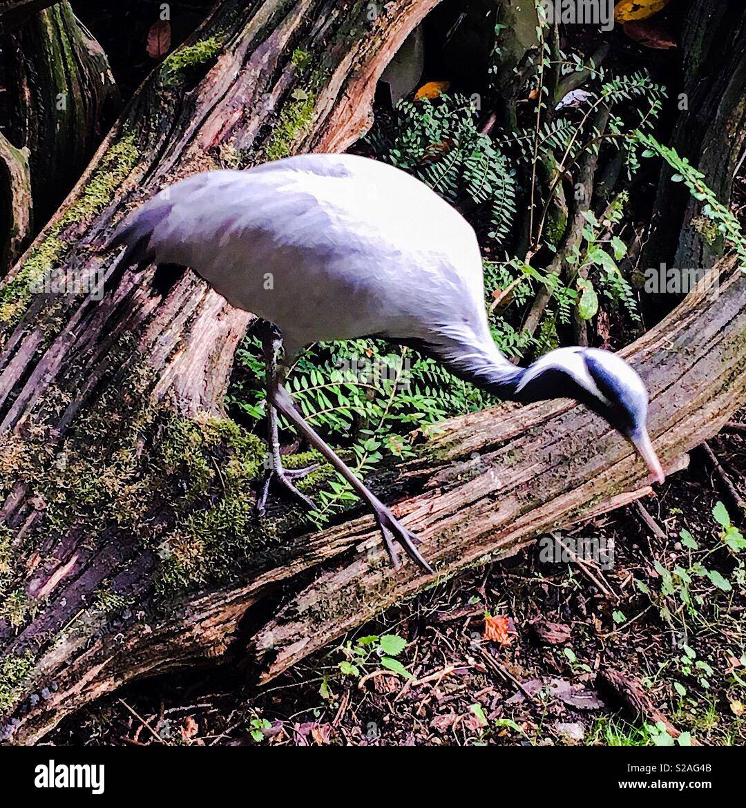 Oiseau échassier sur un arbre Banque D'Images