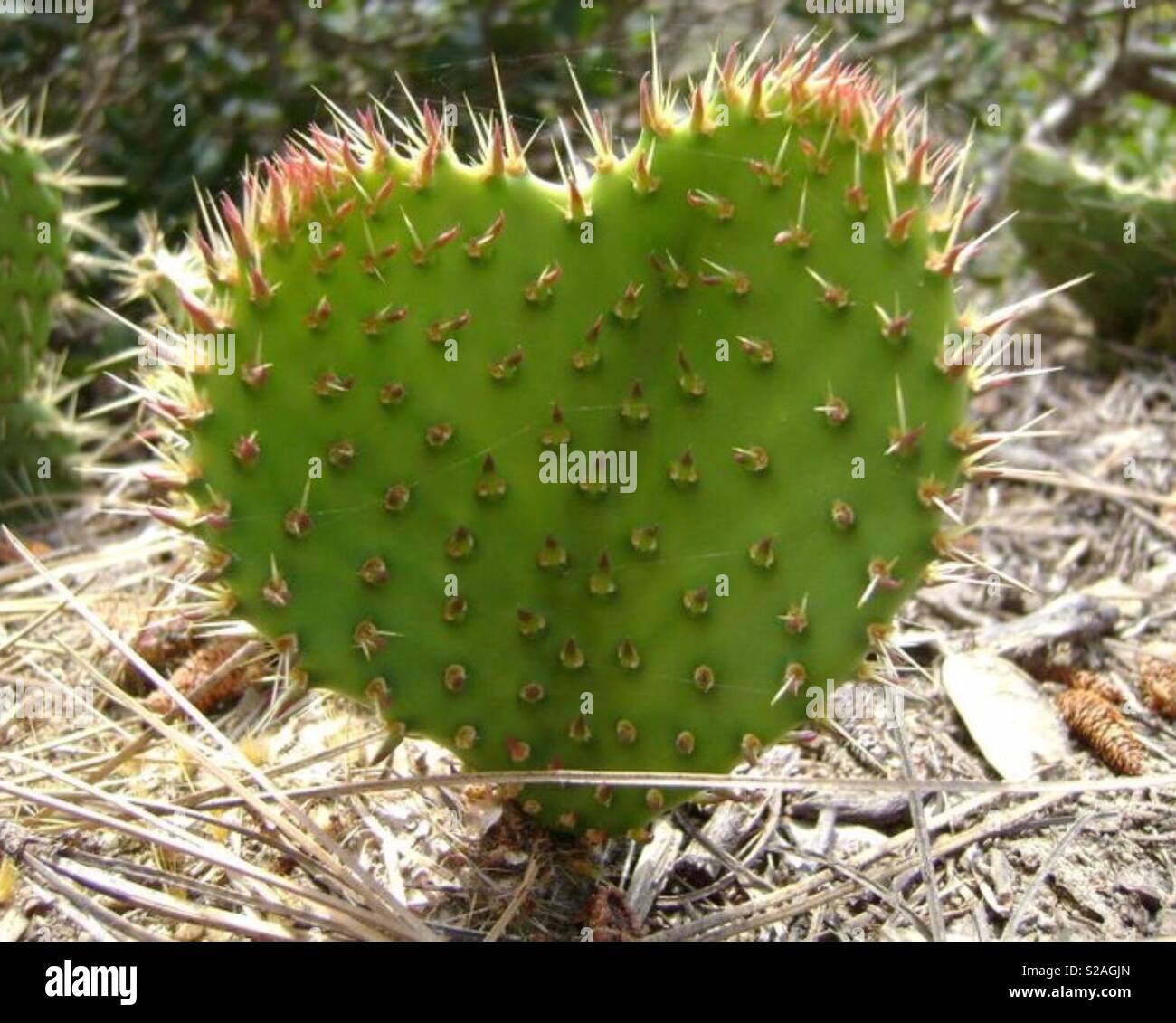 Cactus en forme de coeur Photo Stock - Alamy