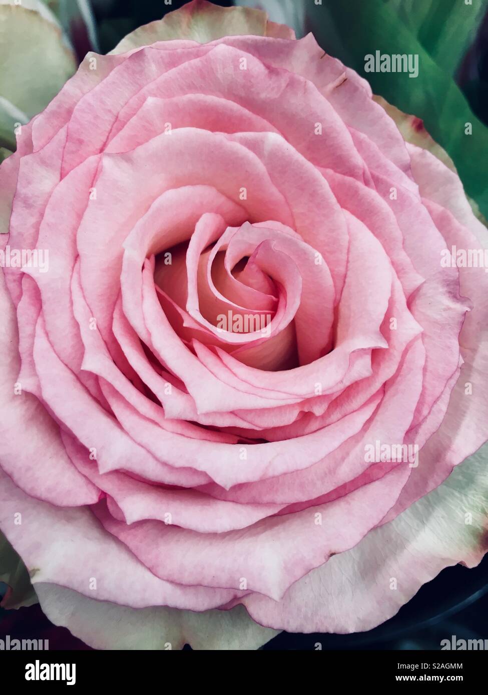 De Magnifiques Fleurs Rose Pale Et Rose Photo Stock Alamy