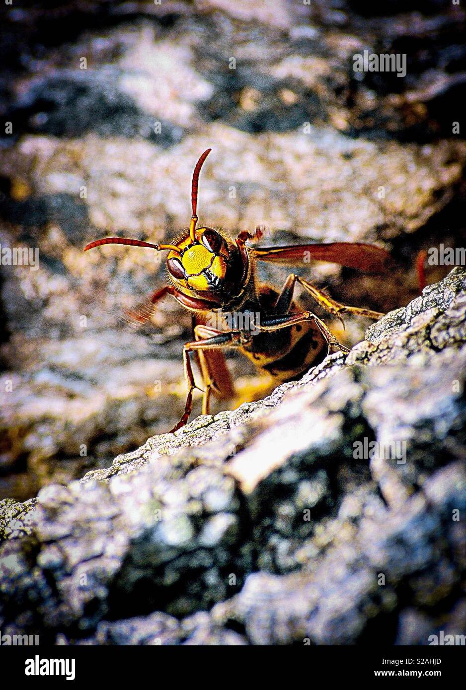 Asian Hornet envahir l'Europe tuant les abeilles Banque D'Images