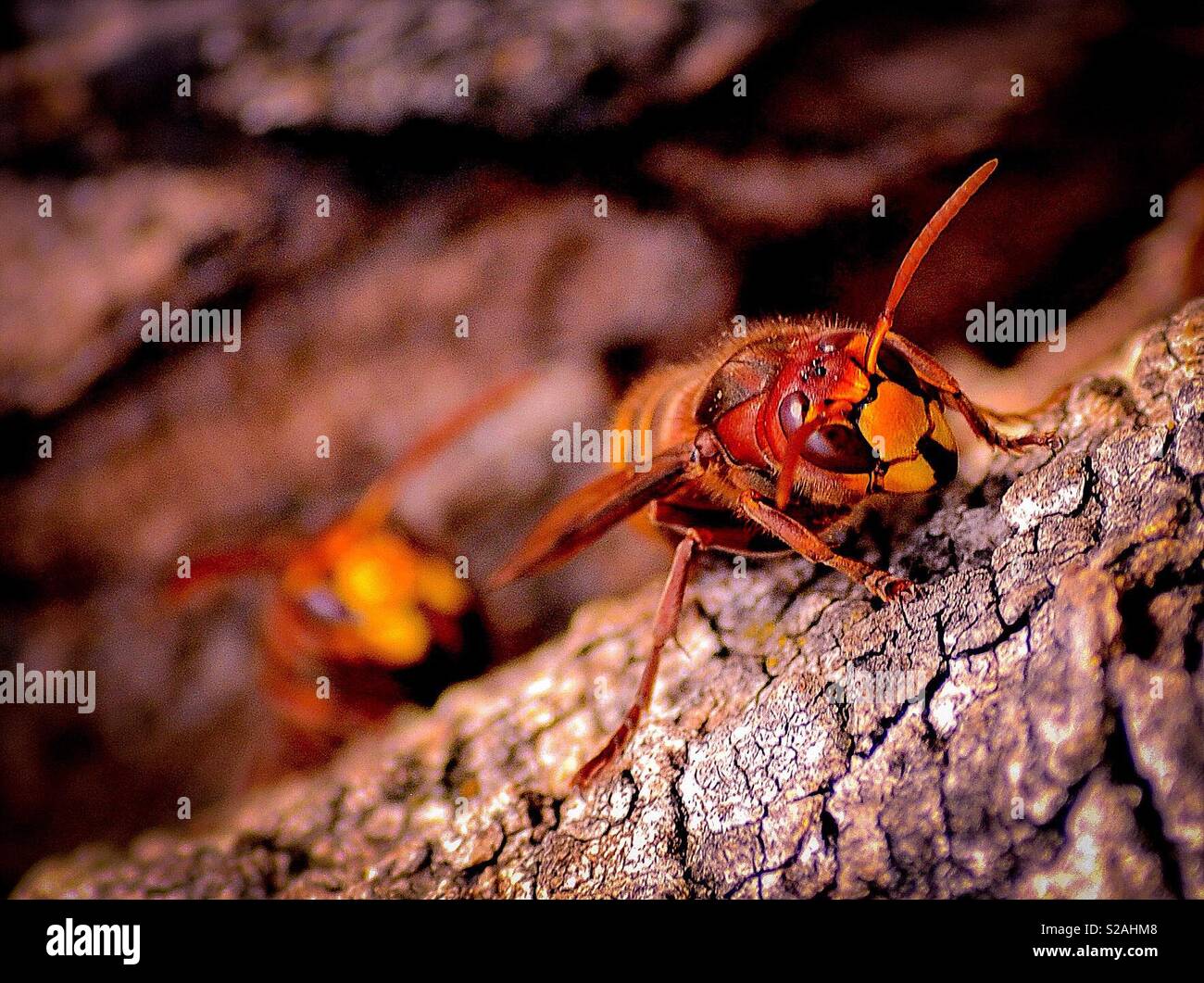 Asian Hornet Killer Bee Banque D'Images