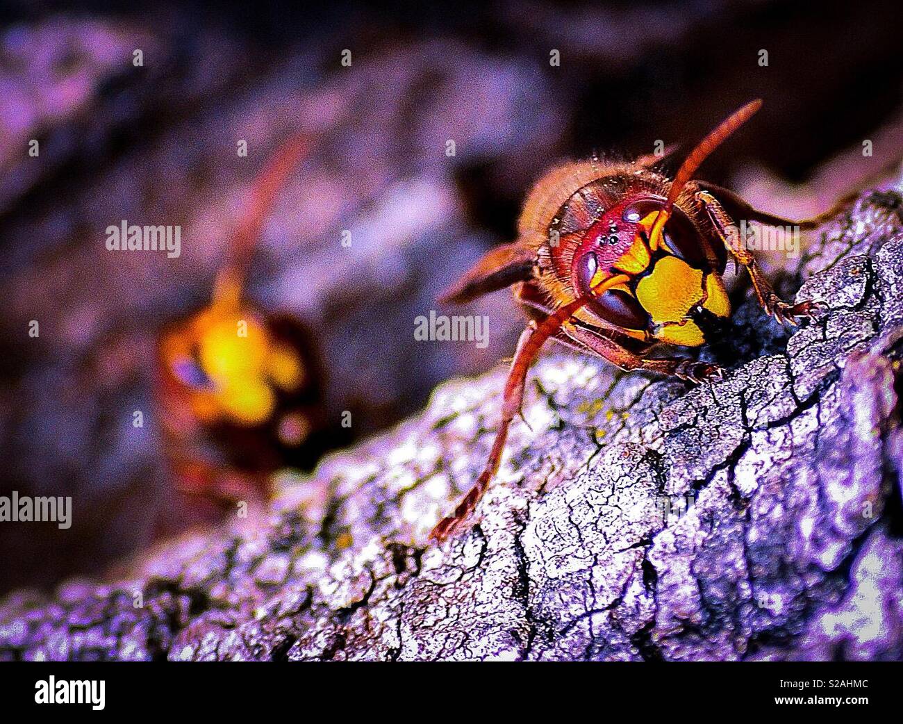 Asian Hornet Killer Bee Banque D'Images