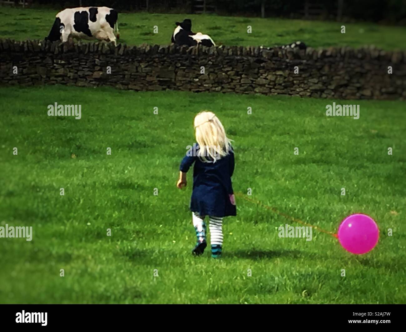 Petite fille avec un ballon rose va regarder les vaches. Banque D'Images