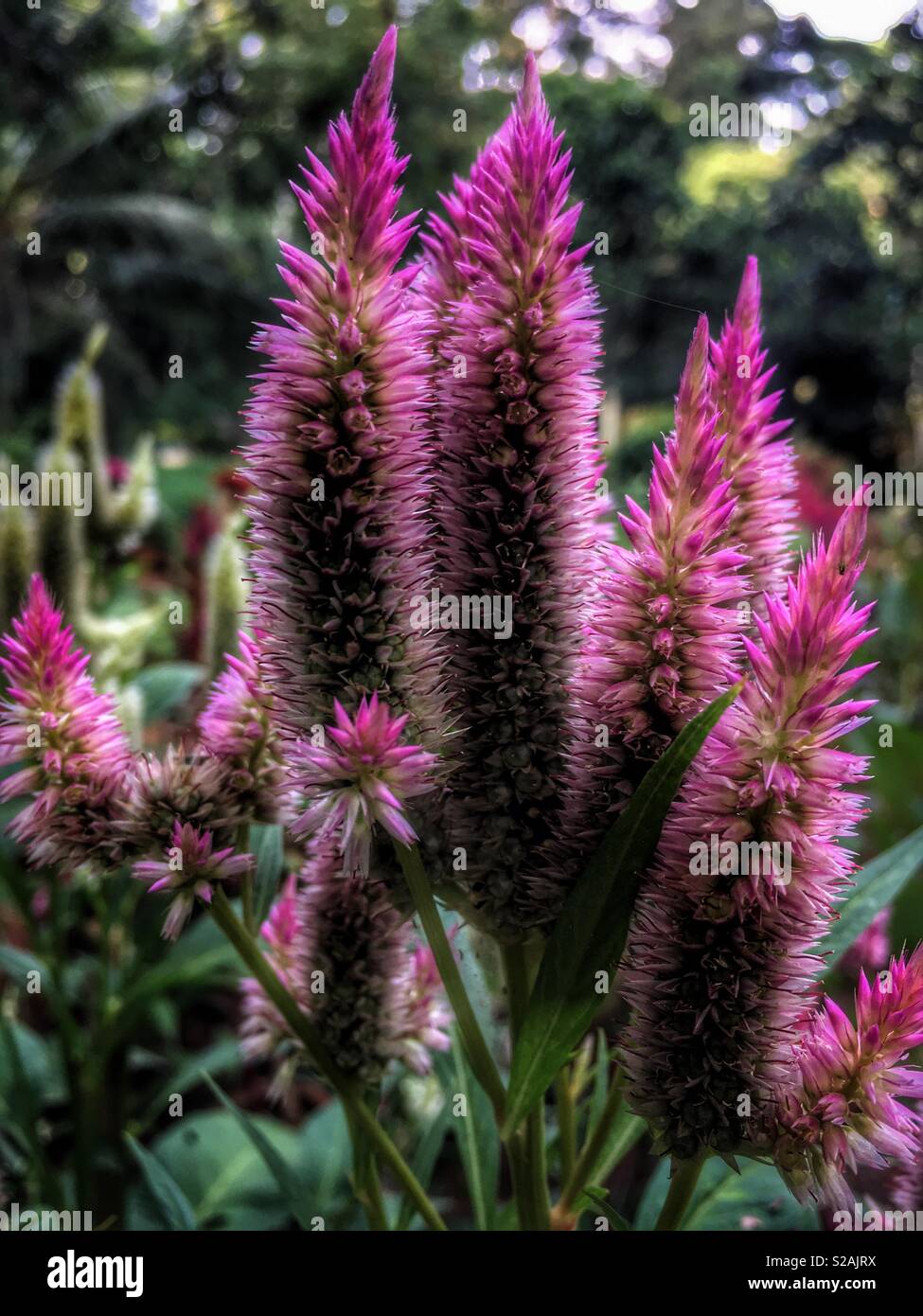 Fleurs roses en jardin Banque D'Images