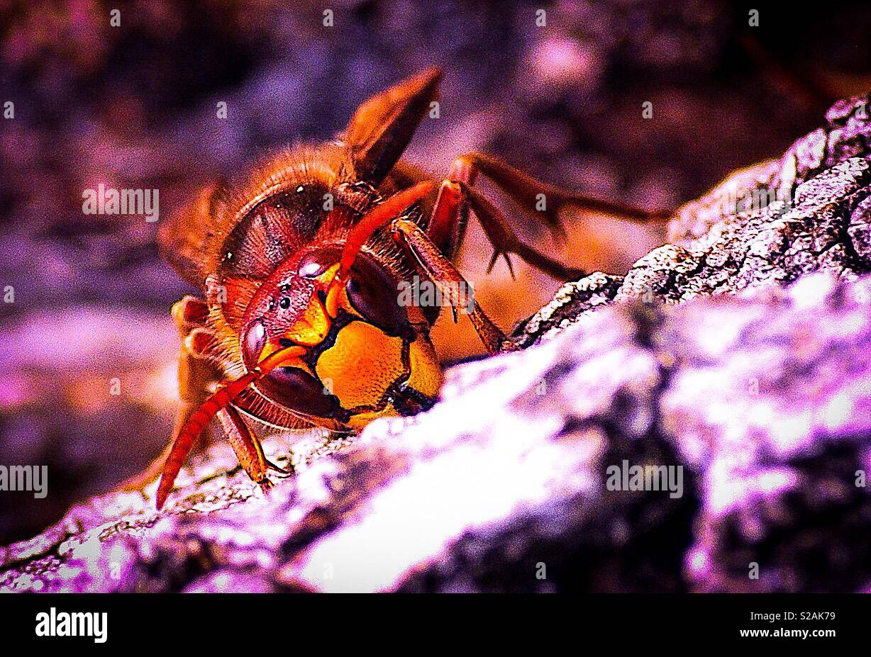 Asian Hornet Killer Bee Banque D'Images