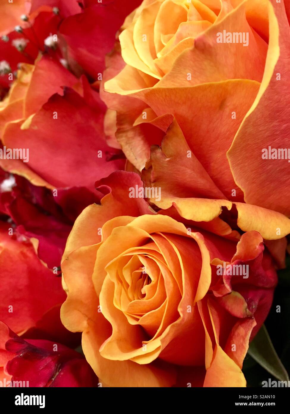 Bouquet d'automne colorés de rouge foncé vif fond orange et roses orange Banque D'Images