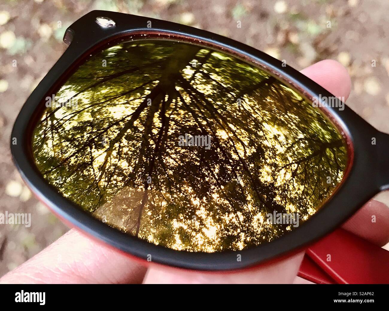 La réflexion de l'arbre en lunettes de soleil. Banque D'Images