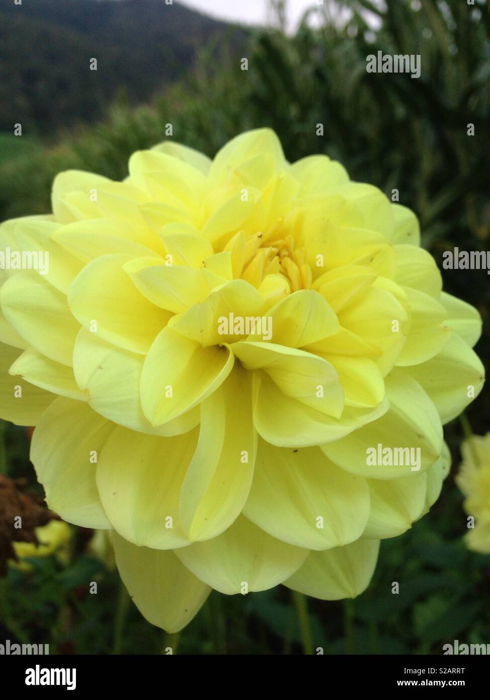 Fleur jaune de Dalia Banque D'Images